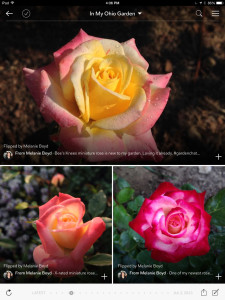 A page from my Flipboard magazine, "In My Ohio Garden."