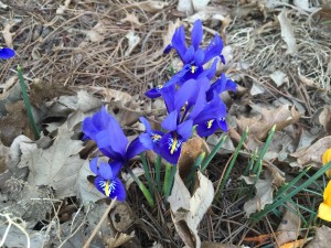 Iris Reticulata