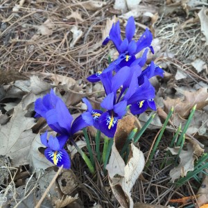 In My Ohio Garden